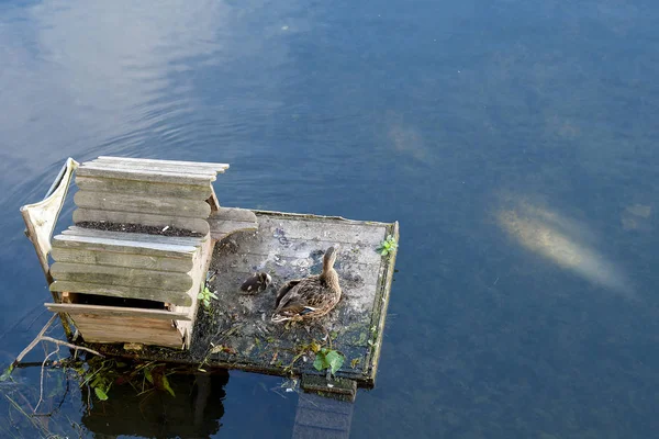 Mallard duck huis in rivier — Stockfoto