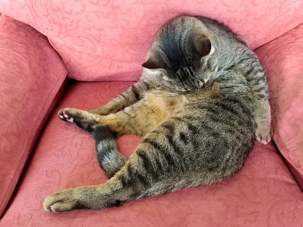 ぶち猫の手入れをレトロなローズ色の椅子の上毛皮 — ストック写真