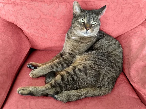Gestromte Katze Auf Rosafarbenem Retro Stuhl — Stockfoto