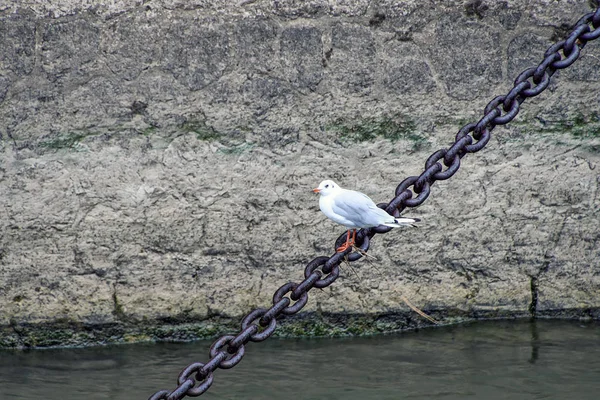 White Seagull Sitting Rusty Chain Stretched Water — Stock Photo, Image