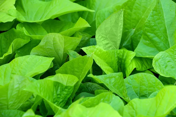 Nahaufnahme Hellgrüner Hosta Blätter Mit Regentropfen Sommergarten — Stockfoto