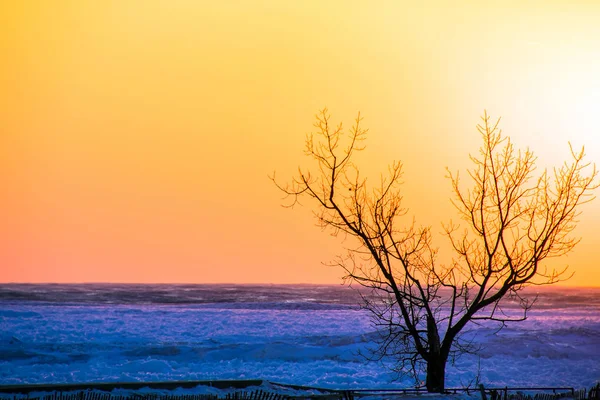 Silhouette Dell Albero Invernale Sulla Spiaggia Con Recinzione Lago Michigan — Foto Stock