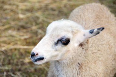 bir koyun ahır tükenmez kalemle saman arka plan ile yakın çekim
