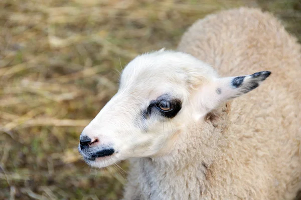 Närbild Ett Får Ladan Penna Med Halm Bakgrund — Stockfoto