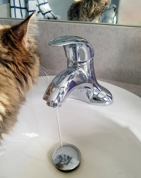 tabby cat on bathroom vanity sink with faucet and running water in mirror reflection