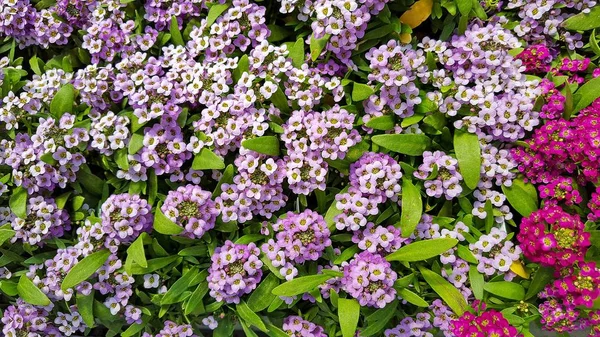 Close Flores Alyssum Rosa Roxo Jardim Verão — Fotografia de Stock