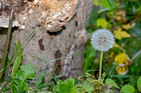 Diente León Esponjoso Blanco Bosque Por Árbol — Foto de Stock