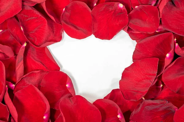 Tło Zbliżenie Płatków Róży Czerwony Białą Centrum — Zdjęcie stockowe
