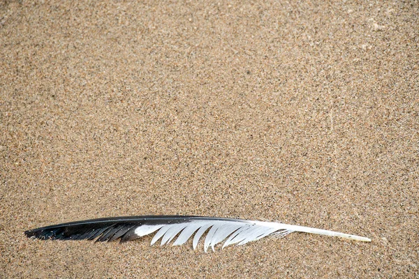 Black White Seagull Feather Wet Beach Sand — Stock Photo, Image
