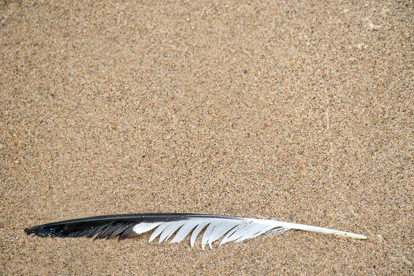 Black White Seagull Feather Wet Beach Sand Stock Image