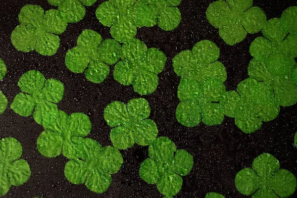 Zbliżenie Zielony Irlandzki Shamrock Liści Czarno Kropelek Wody — Zdjęcie stockowe