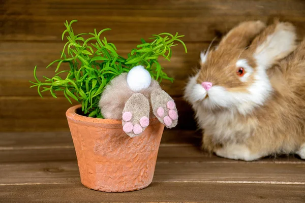 Bakifrån Fuzzy Bunny Krukväxt Rustika Trä — Stockfoto