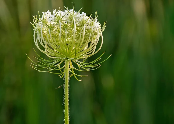Extreme Nahaufnahme Von Queen Annes Spitzenwildblume Auf Der Sommerwiese — Stockfoto