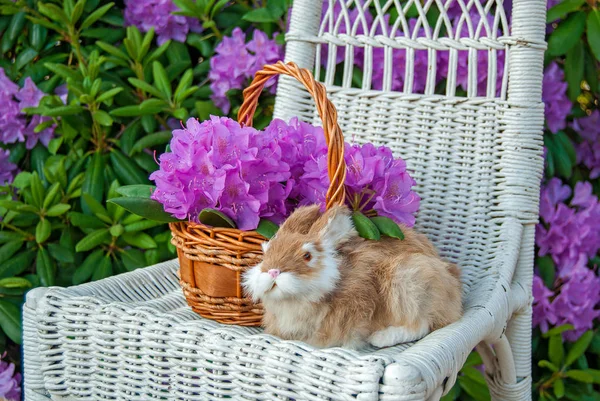 Букет Рододендрона Кошику Кроликом Плетеному Кріслі — стокове фото