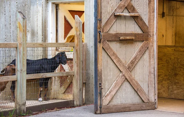 素朴な木製のドアが付いているファーム ペンで黒ヤギ — ストック写真