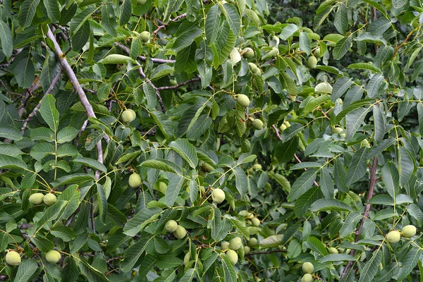 德国科布伦茨树上的绿色杏仁成熟 — 图库照片