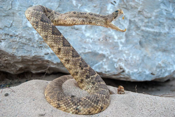 Atakowanie Zwinięty Rattle Snake Piasku Podłoże Skalne — Zdjęcie stockowe