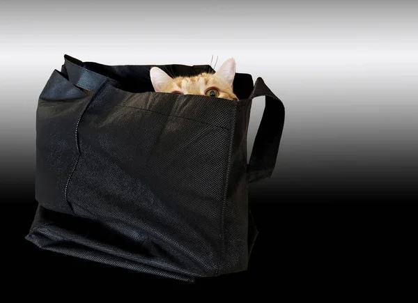 Gold Tabby Cat Hiding Black Fabric Bag Isolated Gradient Black — Stock Photo, Image