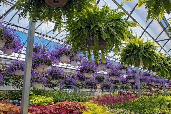 Hanging Boston Ferns Purple Streptocarpella Plants Greenhouse — Stock Photo, Image