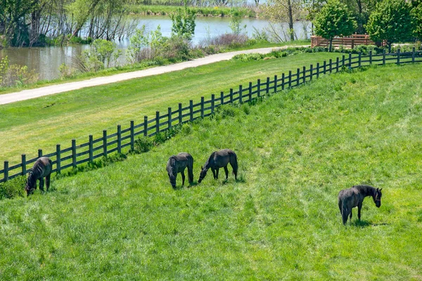 Czarnych Koni Wypas Zielonych Lucerny Pastwisko Ogrodzenia Rzeki — Zdjęcie stockowe