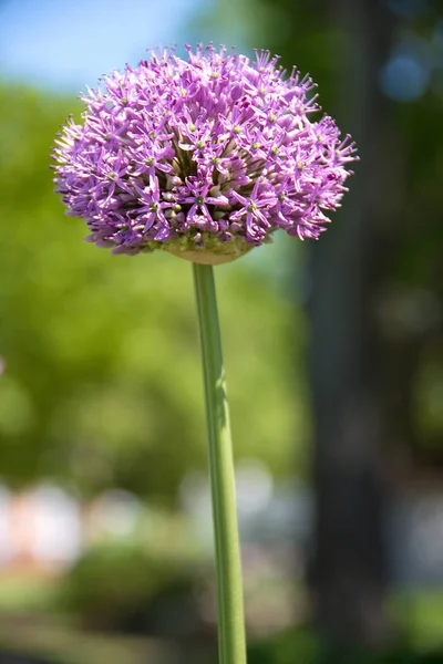 Nahaufnahme Einer Einzigen Violetten Alliumblume Sommergarten — Stockfoto