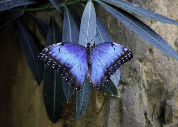 Zblízka Jasně Modrých Křídel Modrém Morfním Motýlu Rostlinném Listu — Stock fotografie
