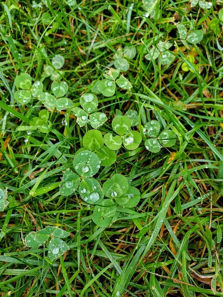 Nahaufnahme Von Wassertropfen Auf Gras Und Kleeblatt — Stockfoto