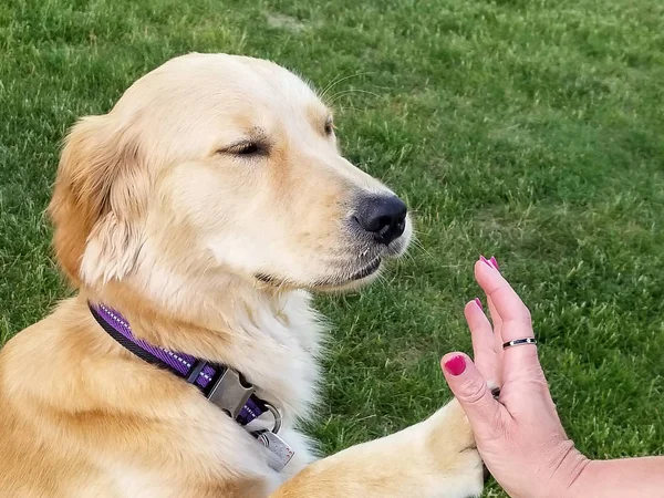 Blond Gyllene Retriever Hund Ger Kvinnas Hand Hög Fem — Stockfoto