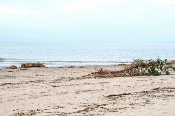 ミシガン湖のビーチでマツの木や破片を根こそぎ — ストック写真