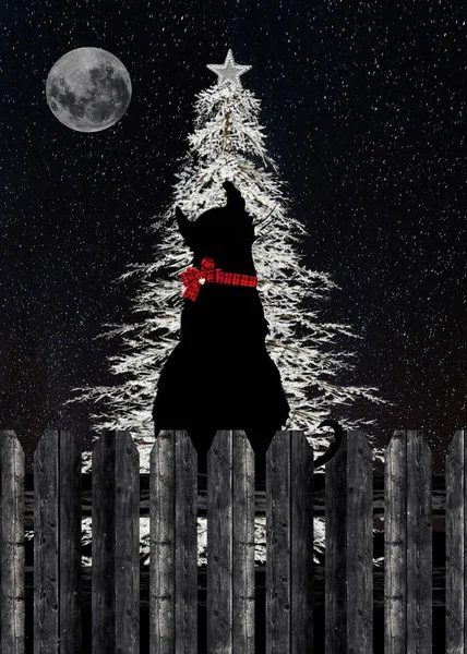用满月凝视着木制篱笆上闪闪发光的白色圣诞树的猫的轮廓 — 图库照片