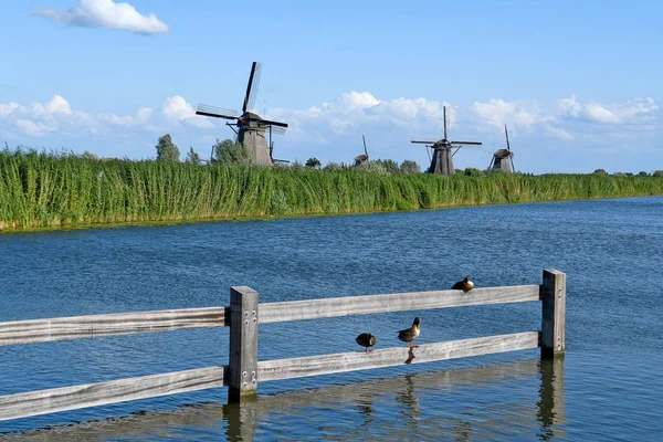 Windmills Canal Kinderdijk Netherlands Mallard Ducks Sitting Wooden Fence — Stock Photo, Image