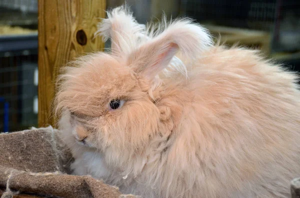 Ahırdaki Sarı Angora Tavşanına Yaklaş Stok Fotoğraf