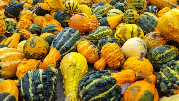 Variety Colorful Ornament Autumn Gourds Table — Stock Photo, Image