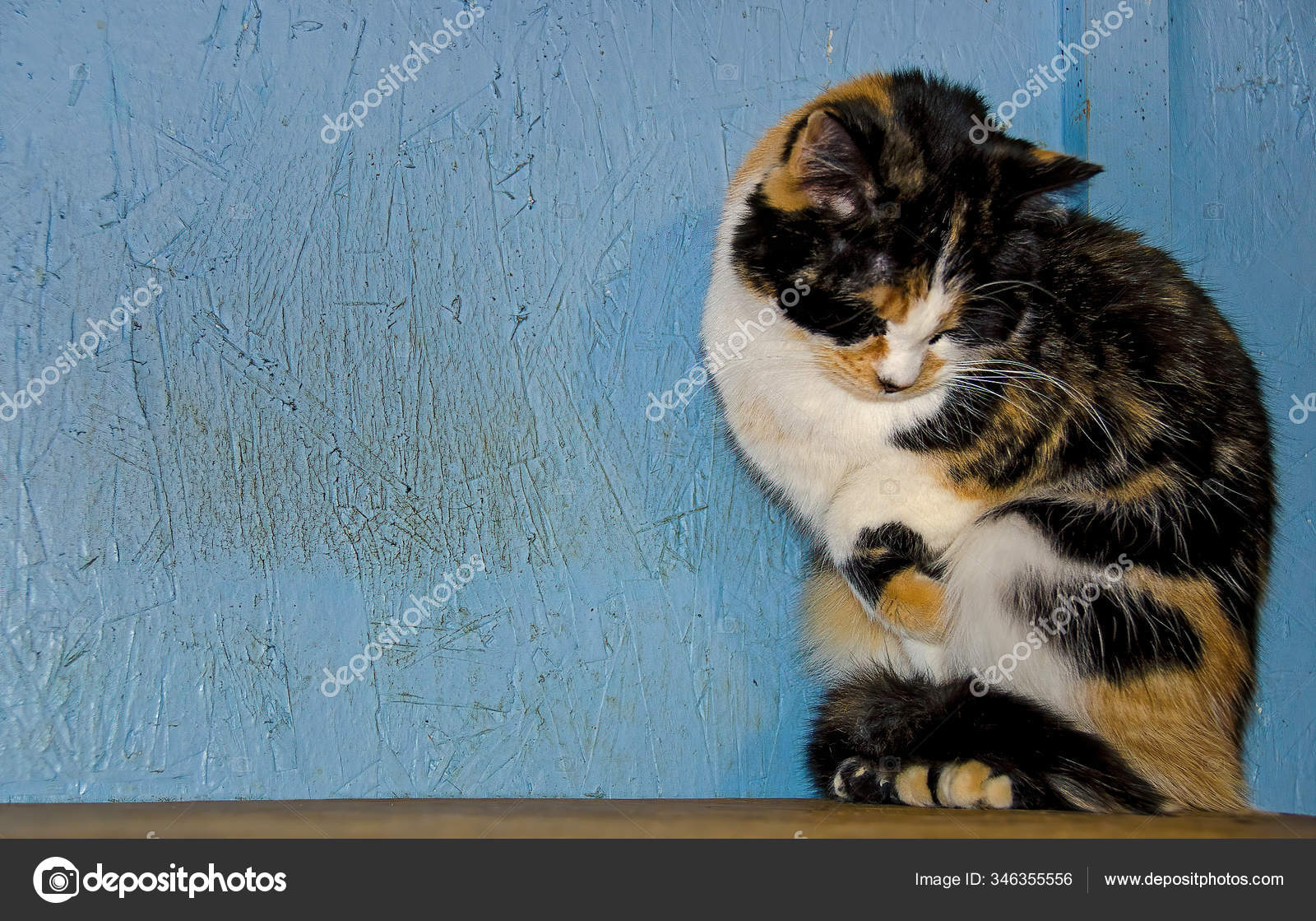 Portrait Timide Chat Calico Sur Vieux Rebord Bois Image Libre De Droit Par Jentara C