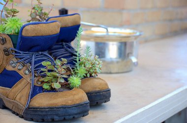 Kaktüs bitkileri iş botlarında yetişiyor ve mutfak kapları raflarda.