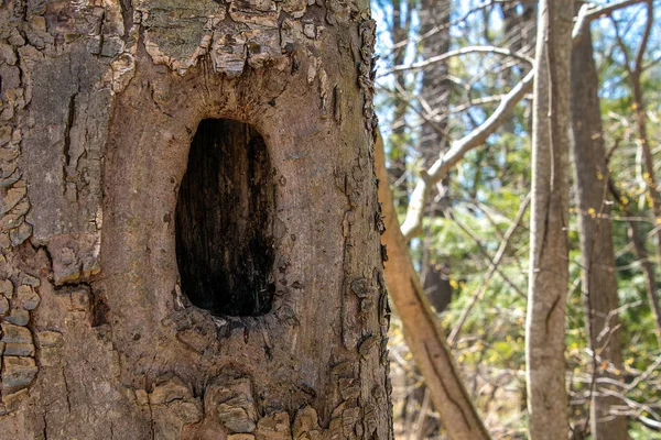 Μεγάλη Τρύπα Τρυποκάρυδου Στον Κορμό Του Δέντρου — Φωτογραφία Αρχείου