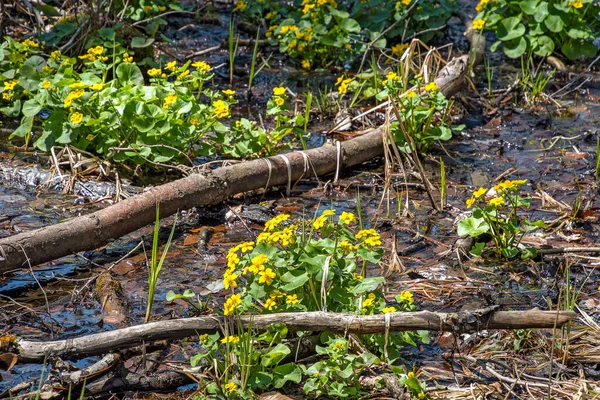 Primavera Amarelo Pântano Calêndula Plantas Madeiras — Fotografia de Stock