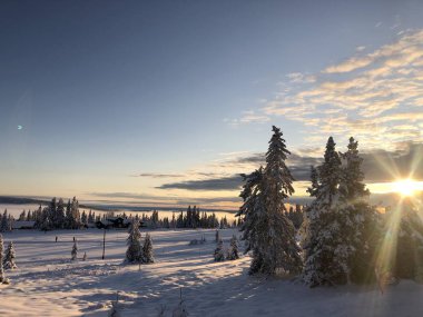 Ormanlı kış manzarası, karla kaplı ağaçlar gün batımı