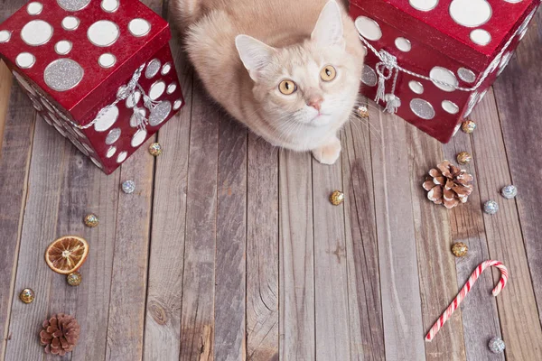 休日オレンジ猫 — ストック写真