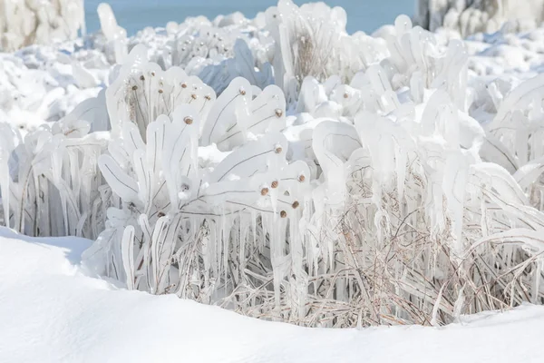 Winterplants — Stockfoto