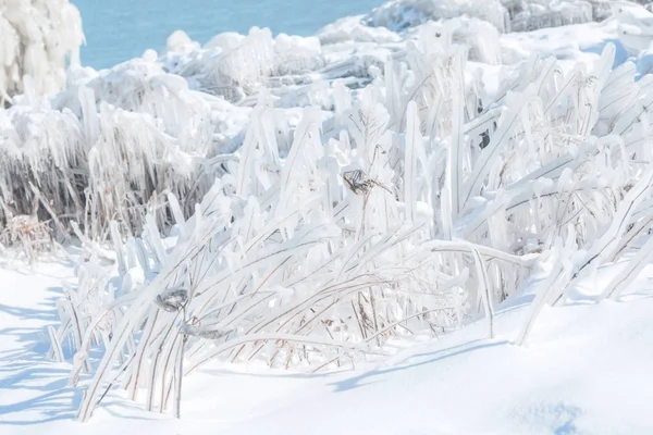 冰盖冰冻植物 — 图库照片