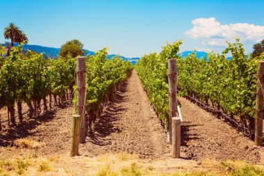 Napa Valle Kaliforniya bağ peyzaj
