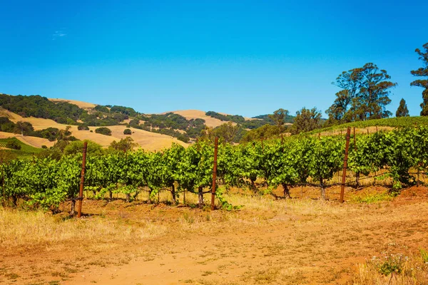 Kalifornijskie winnicy krajobraz w Napa Valle — Zdjęcie stockowe