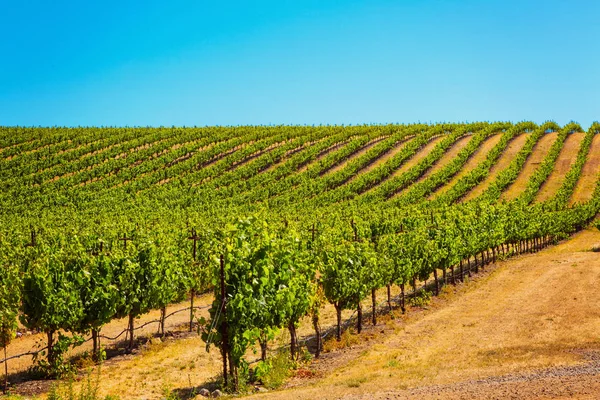 Californische wijngaard landschap in Napa Valle — Stockfoto