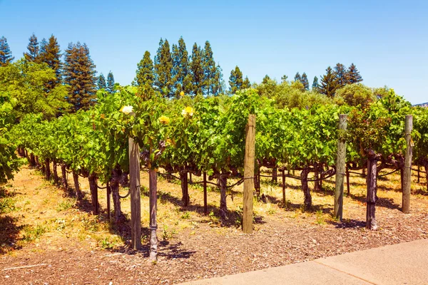 Californische wijngaard landschap in Napa Valle — Stockfoto