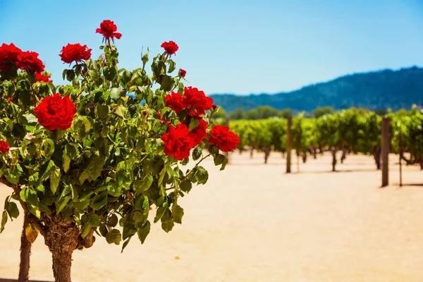 Каліфорнійський виноградник краєвид в Напа Valle — стокове фото