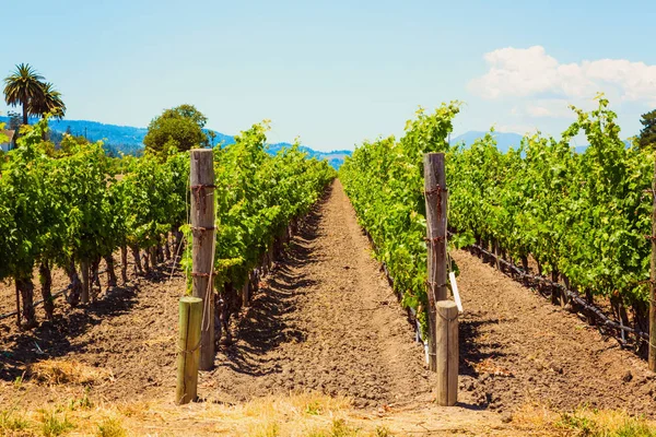 Paesaggio viticolo californiano a Napa Valle — Foto Stock