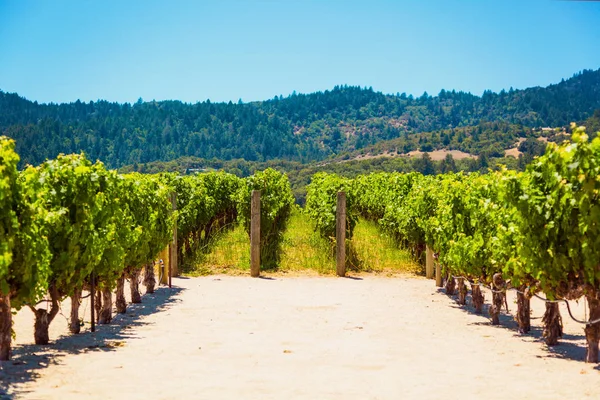 Californische wijngaard landschap in Napa Valle — Stockfoto