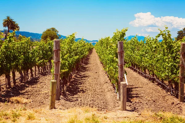 Paesaggio viticolo californiano a Napa Valle — Foto Stock