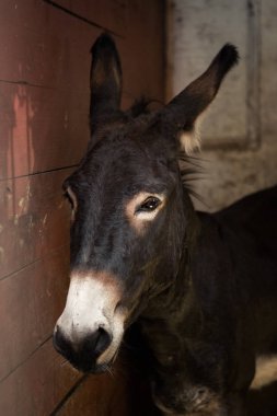 İstikrarlı bir ahır içinde güzel bir kahverengi eşek portresi